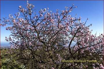 Manto de tonos blancos y rosas en Gran Canaria (Reportaje gráfico de Ildefonso Rodríguez)